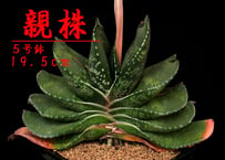 SU58.Agave titanota 麻花龍（マカロン） アガベ・チタノタ | 実生園