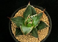 SU14.Agave titanota ”阿修羅” アガベ チタノタ | 実生園【サボテン・