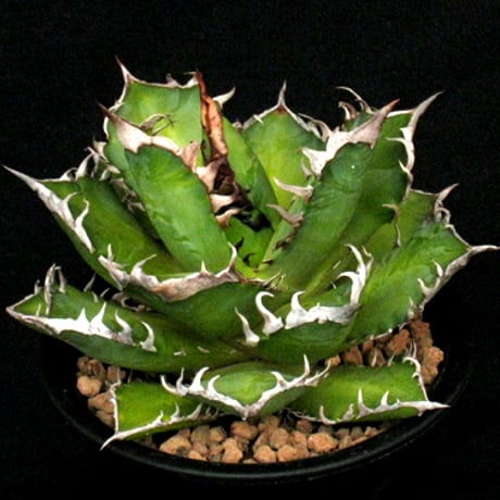 レッドキャットウィーズル | STORES