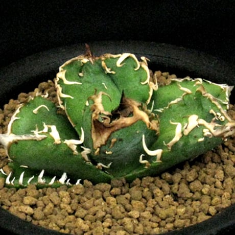 アガベ疣猪 | STORES