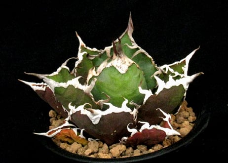 実生園【サボテン・多肉植物】販売