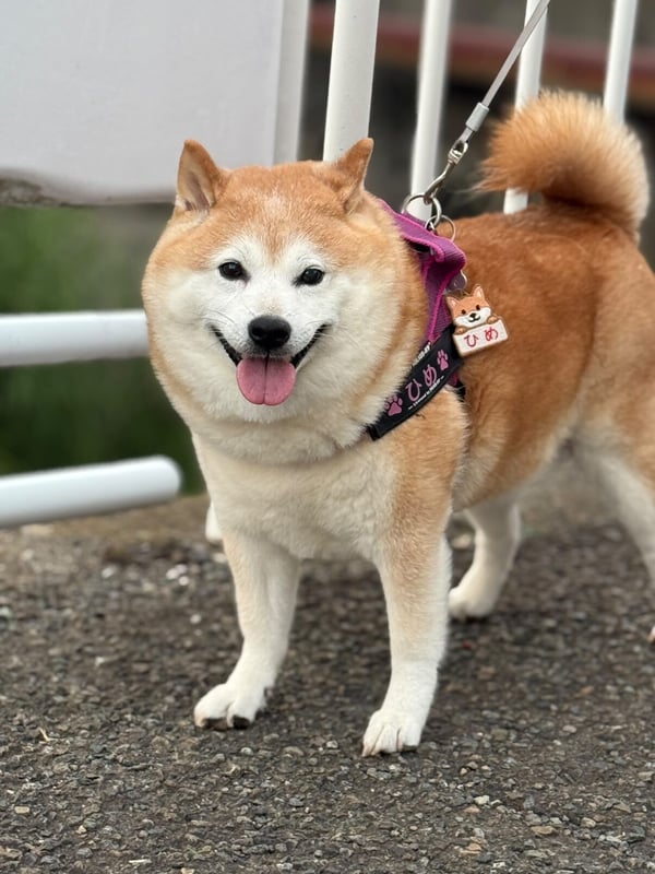 ワン吉