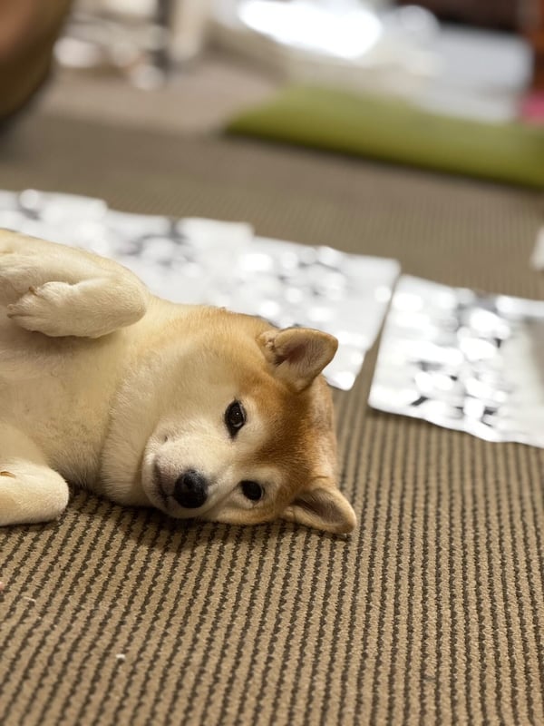 ワン吉