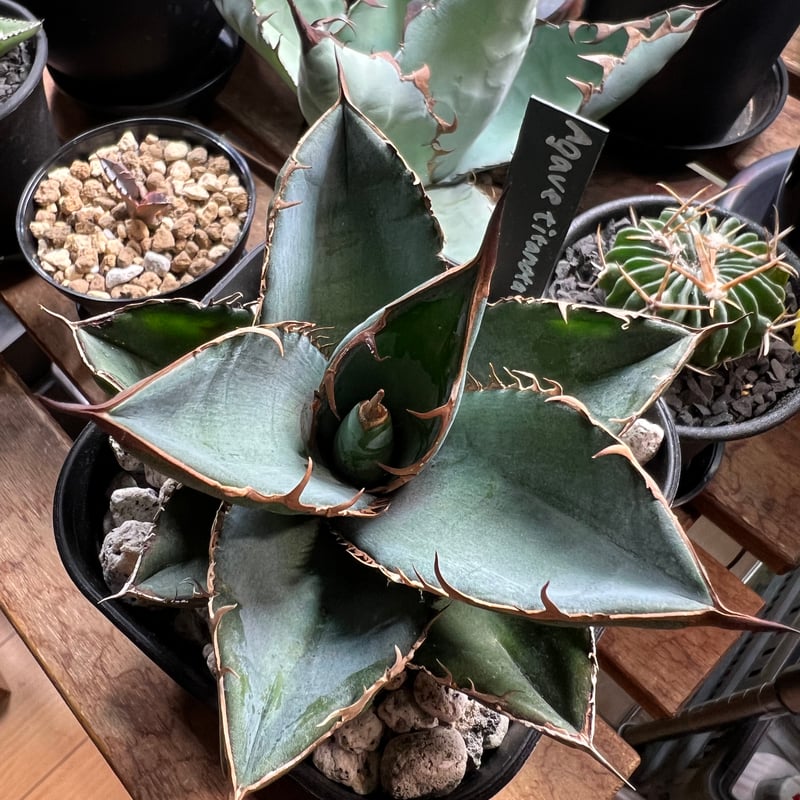 アガベ　オテロイ　バンド幅有　送料込み アガベ オテロイ バンドワイド 送料込み アガベ チタノタ オテロイ