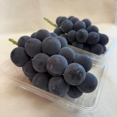 CATEGORY 巨峰 | 54s FARM