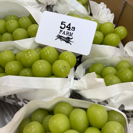 シャインマスカット | STORES