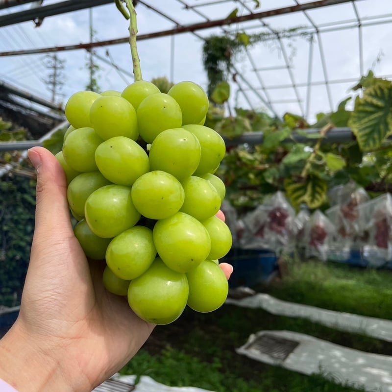 シャインマスカット　粒　10kg 自宅用】プチっとシャインマスカット | 54s FARM