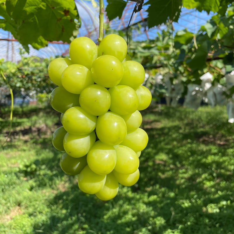 自宅用】シャインマスカット 2房 | 54s FARM