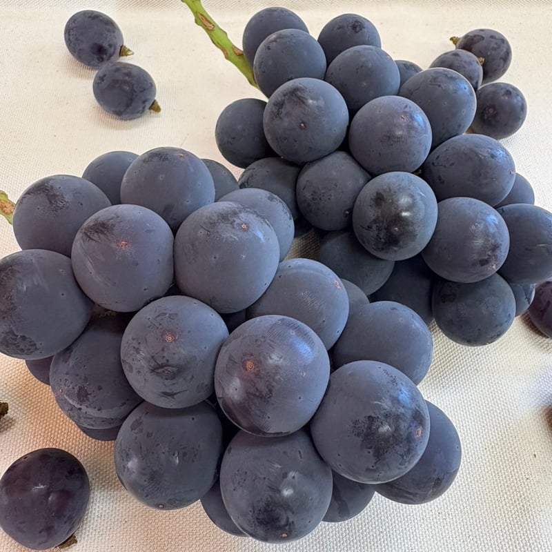 自宅用】種なし 巨峰 2房 | 54s FARM