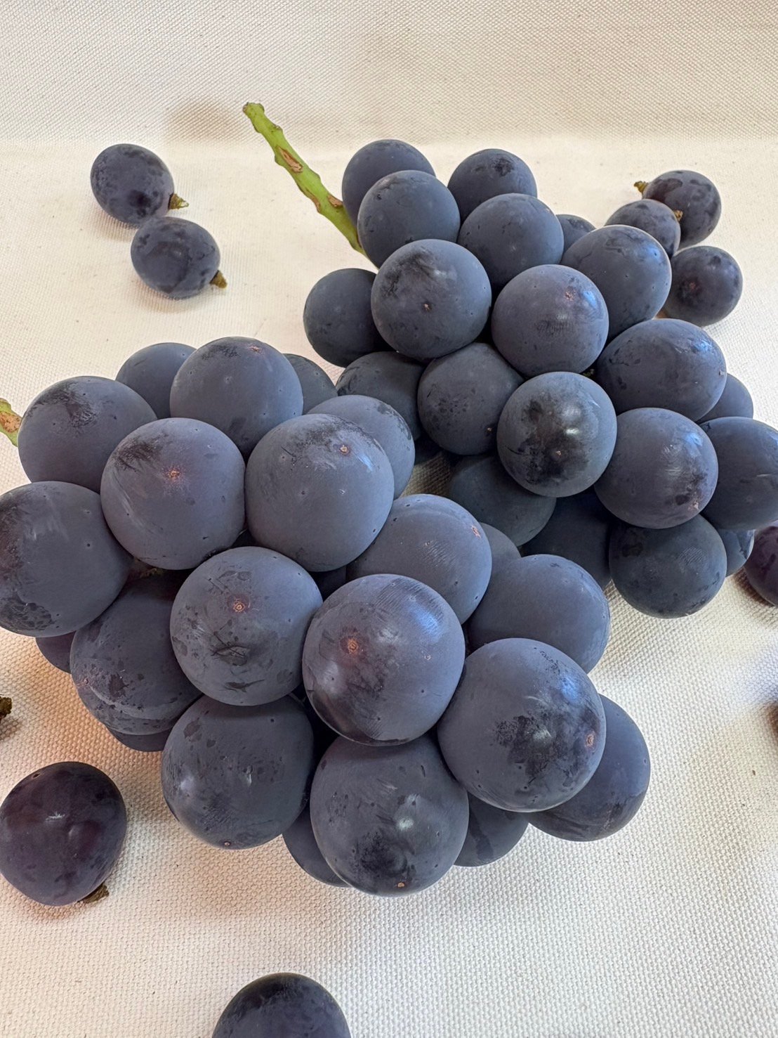 自宅用】種なし 巨峰 2房 | 54s FARM