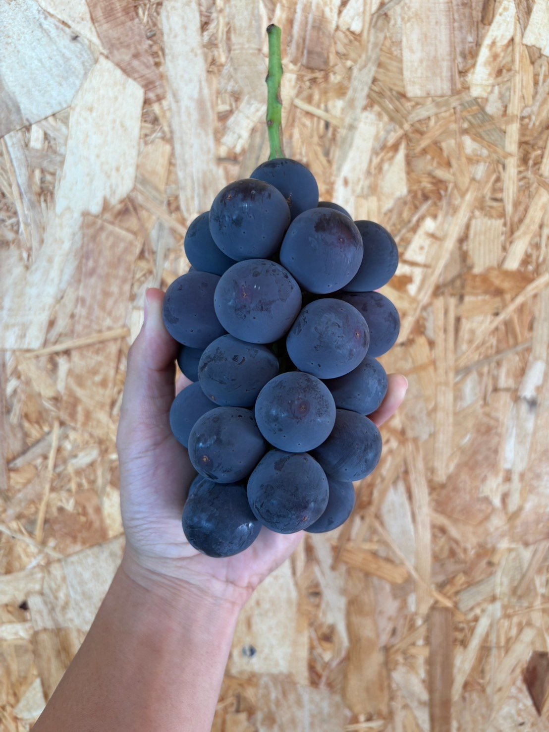 自宅用】種なし 巨峰 2房 | 54s FARM