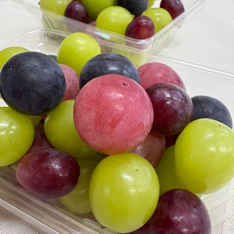 高山村のクイーンニーナ　来季の受付け中 クイーンニーナ | STORES