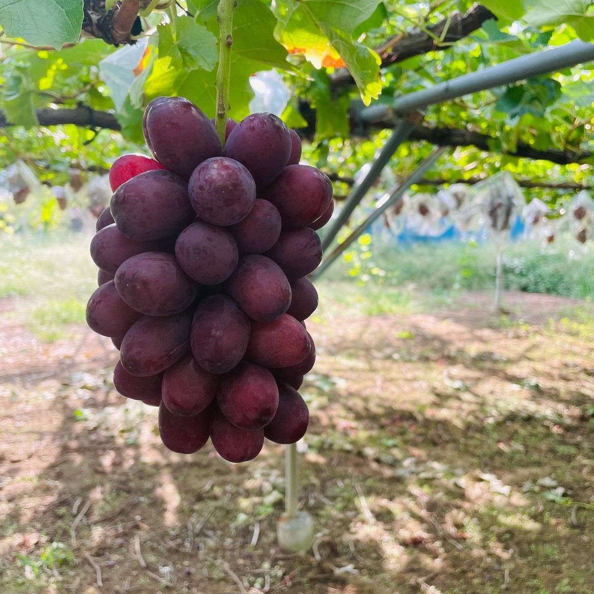自宅用】シャインマスカット×クイーンルージュ | 54s FARM