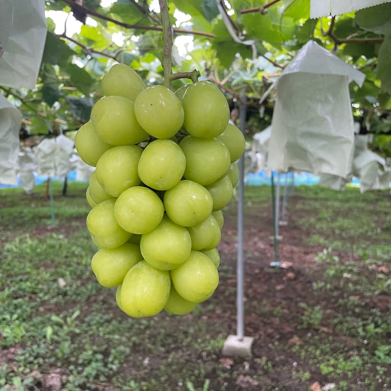 長野県 高山村産】シャインマスカット×クイーンルージュ | 54s FARM