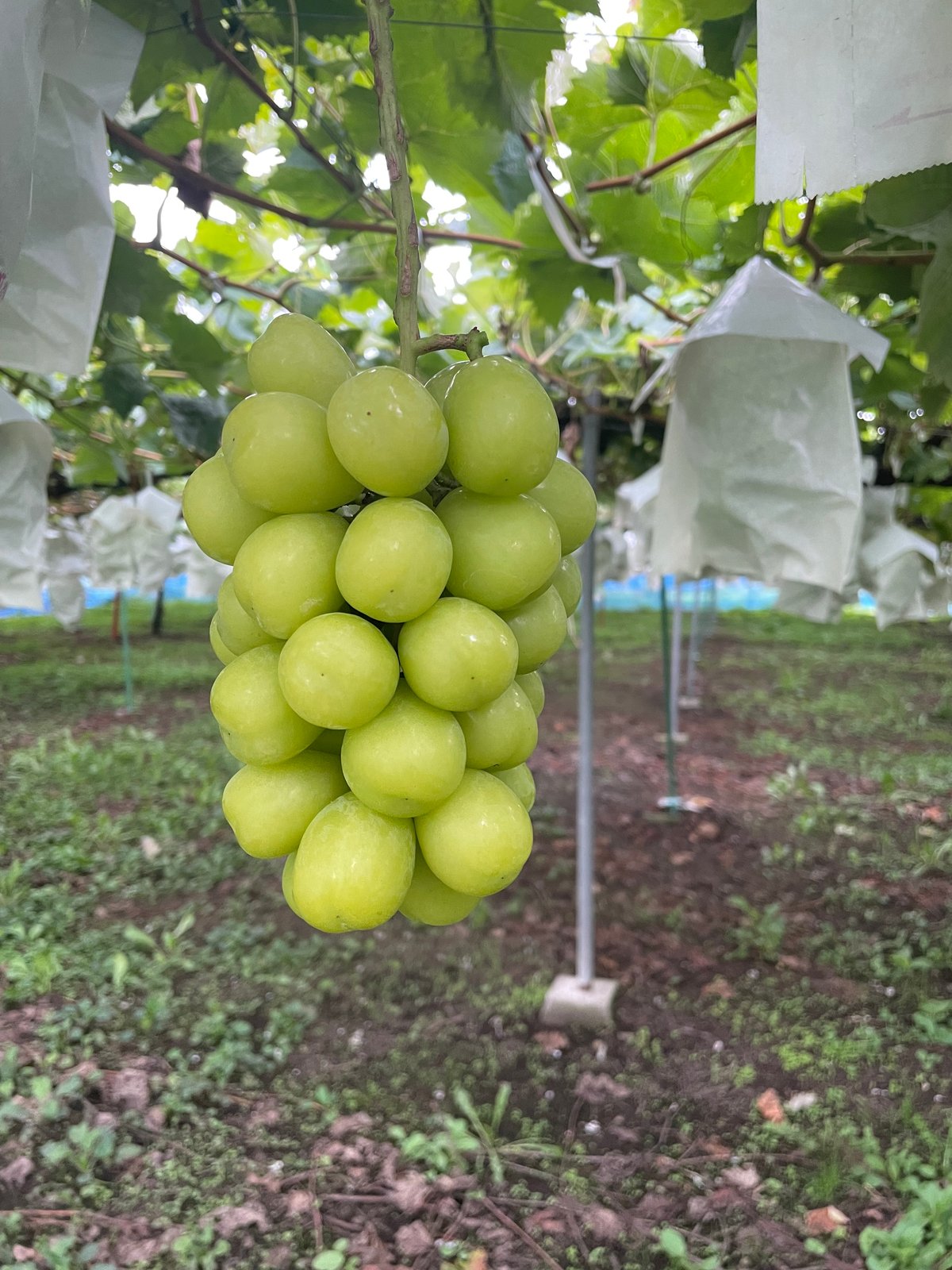 長野県 高山村産】シャインマスカット×クイーンルージュ | 54s FARM
