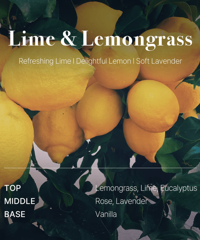 OPTATUM Paper lncnese Discovery set | オプタウム ペーパ