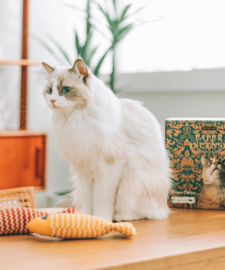 OPTATUM Paper Incnese Pet kitten dance set | オプタウム ペーパーインセンス ペットキトゥンダンスセット 48回分