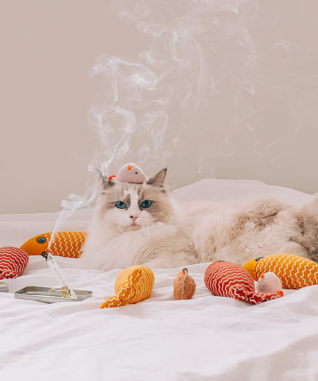 OPTATUM Paper Incnese Pet kitten dance set | オプタウム ペーパーインセンス ペットキトゥンダンスセット 48回分