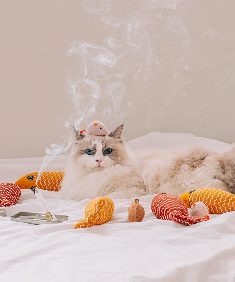 OPTATUM Paper Incnese Pet kitten dance set | オプ