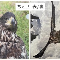 ちとせ　A４クリアファイル