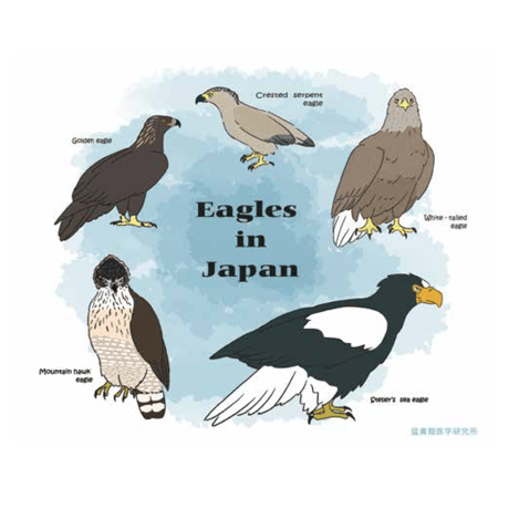 第6弾！IRBJオリジナルTシャツ-日本のワシ類‐