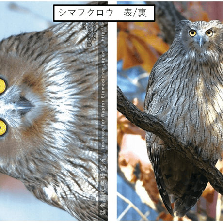 A4クリアファイル(全６種)