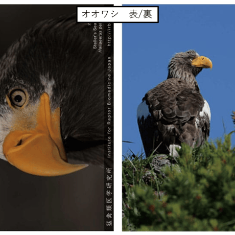 A4クリアファイル(全６種)