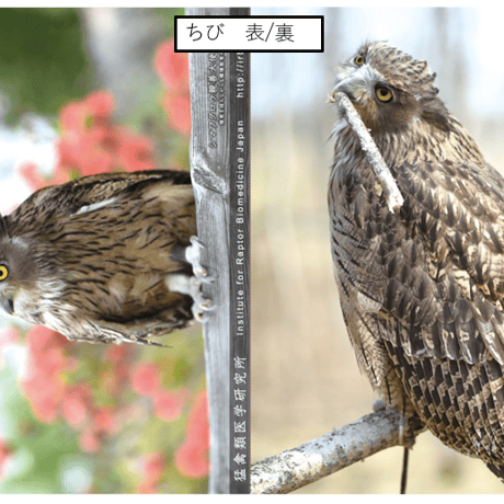 A4クリアファイル(全６種)