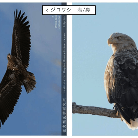 A4クリアファイル(全６種)