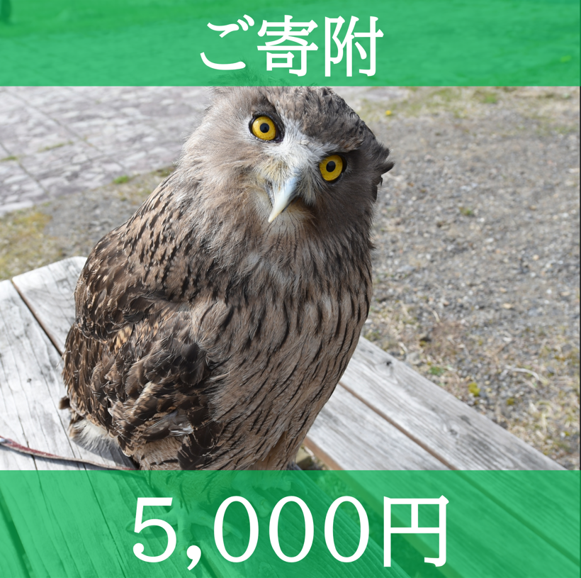 猛禽類学 Amazon.co.jp: 猛禽類学 : 山崎 亨: Japanese Books