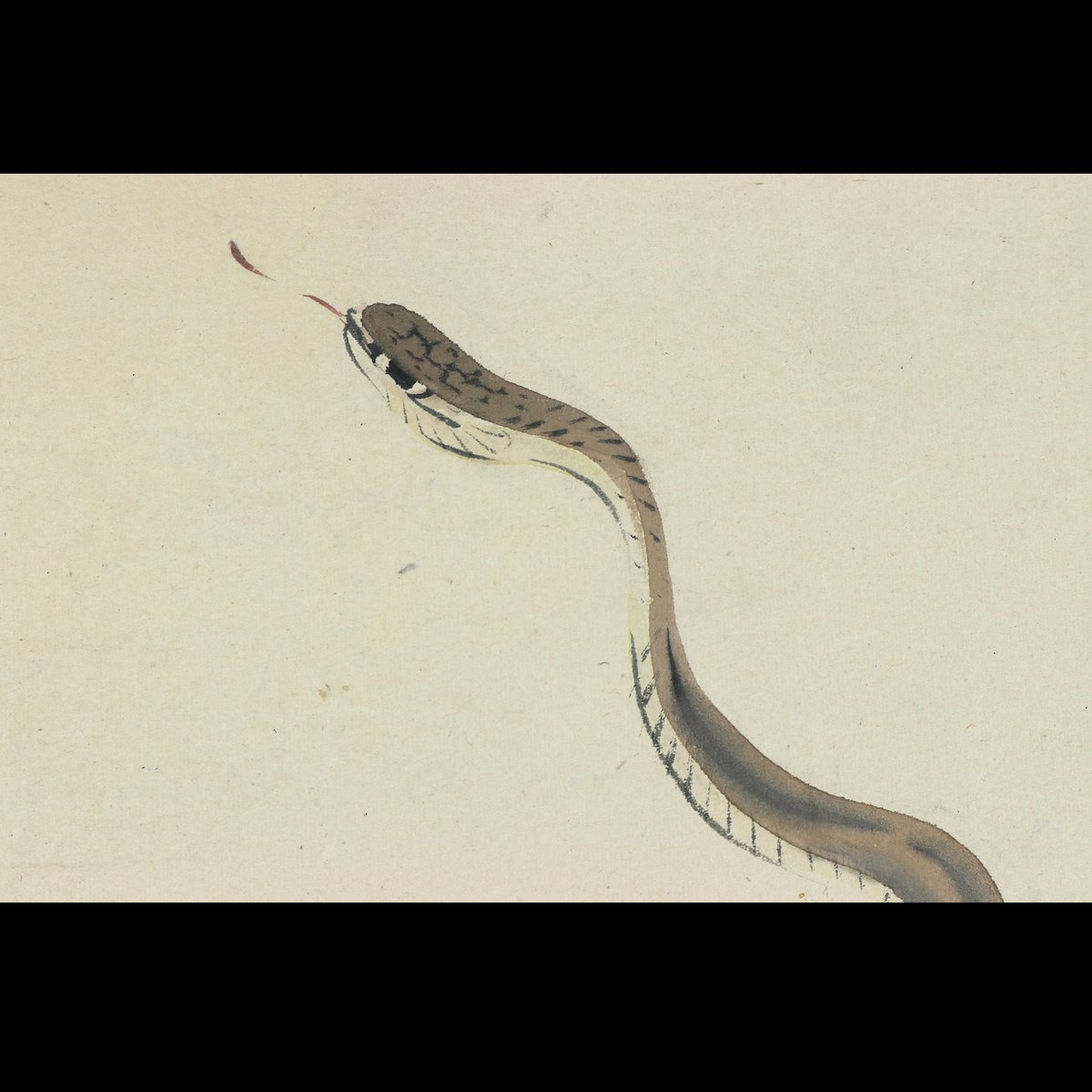 70 松村景文「蛇図」紙本 肉筆 松村呉春師事 四条派 掛軸 | 三梨 art