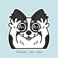チワワ風(トライカラー)