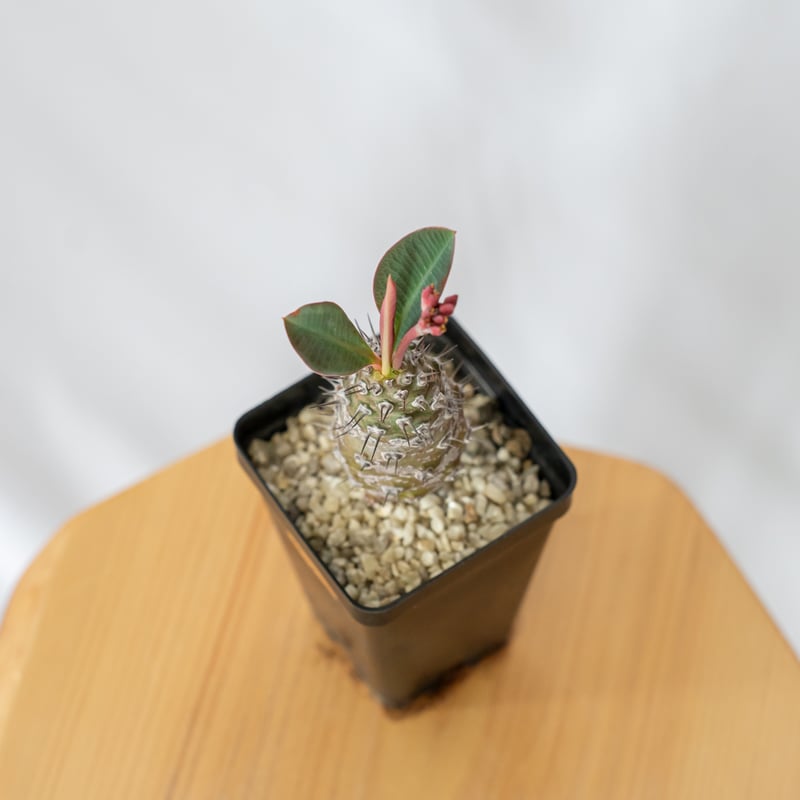 ユーフォルビア パキポディオイデス 美株 Euphorbia pachypodioides 多