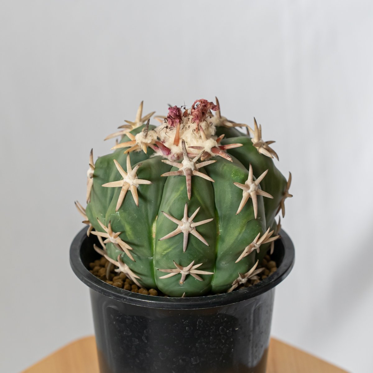 翠平丸（接ぎ木) ｜エキノカクタス エキノカクタス 白棘翠平丸 接ぎおろし Echinocactus