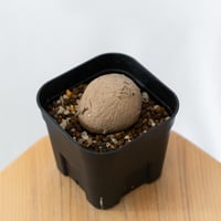ステファニア エレクタ 実生【発根管理中】Stephania erecta 塊根植物 コーデックス 多肉植物 珍奇植物 静岡 ANTIDOTE 通販 S1410
