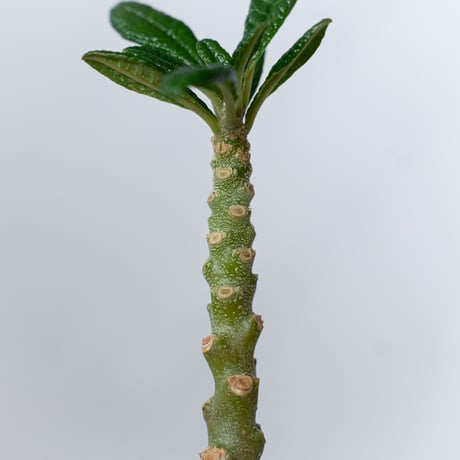 ドルステニア ギガス 実生 Dorstenia gigas 塊根植物 コーデックス 多肉植物 珍奇植物 静岡 ANTIDOTE 通販 S1452