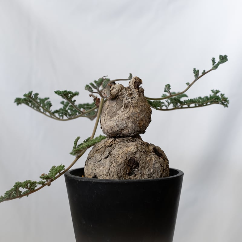 ペラルゴニウム トリステ 大株 美株 Pelargonium triste 多肉植物 珍奇