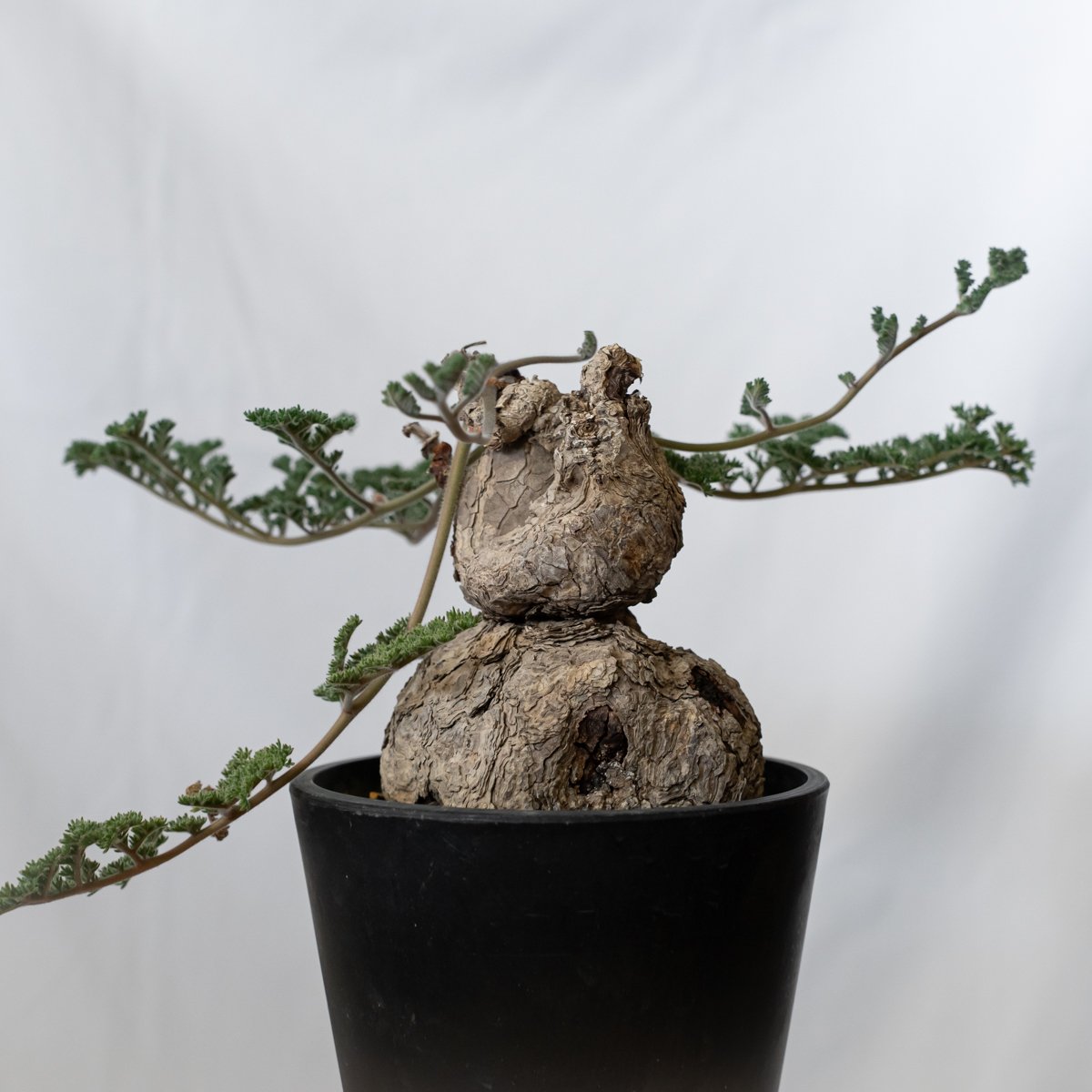 ペラルゴニウム トリステ 大株 美株 Pelargonium triste 多肉植物 珍奇
