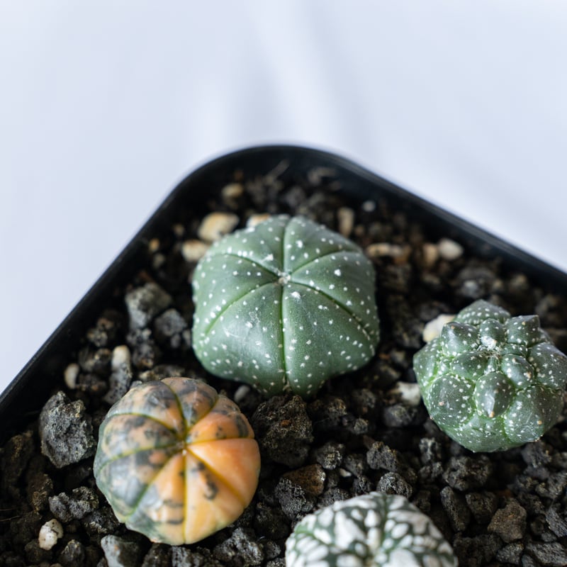 国内実生苗　アストロフィツム　悟空兜　亀甲兜/スーパー兜/ランポー玉/般若/兜丸 Astrophytum asterias 亀甲瑠璃兜 兜丸 サボテン | plants MARU