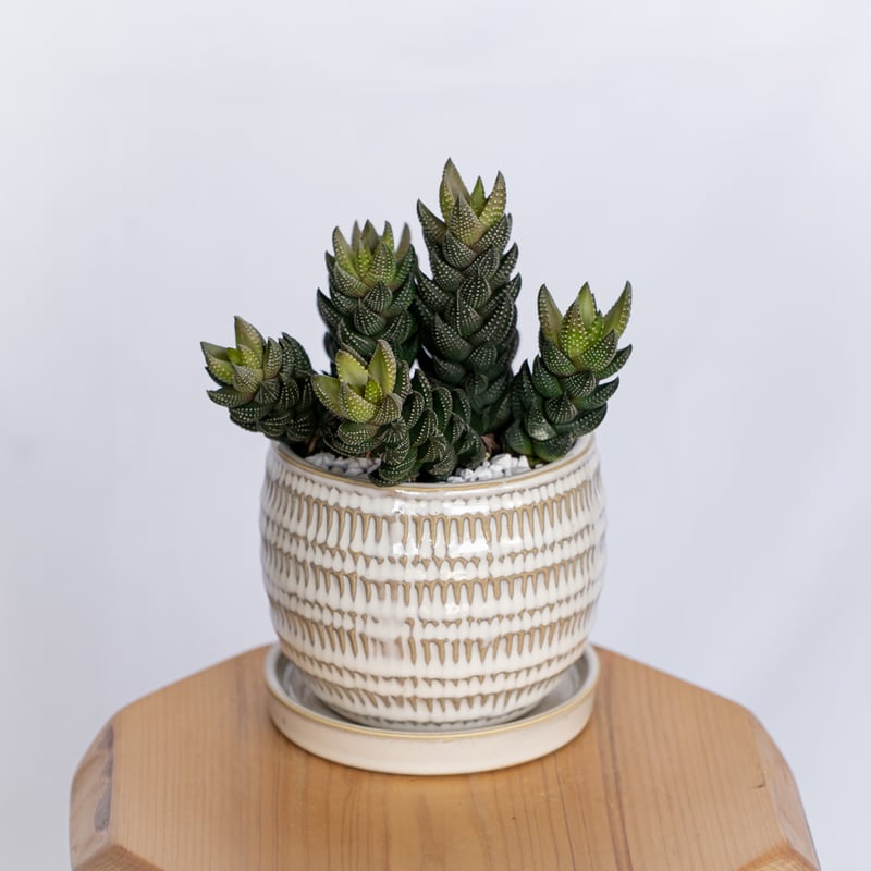 ハオルチア カルウィニー 鉢セット Haworthia chalwinii 多肉植物 観葉