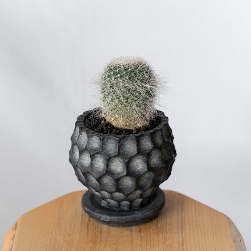 マミラリア 玉翁 鉢セット Mammillaria hahniana サボテン 多肉植物