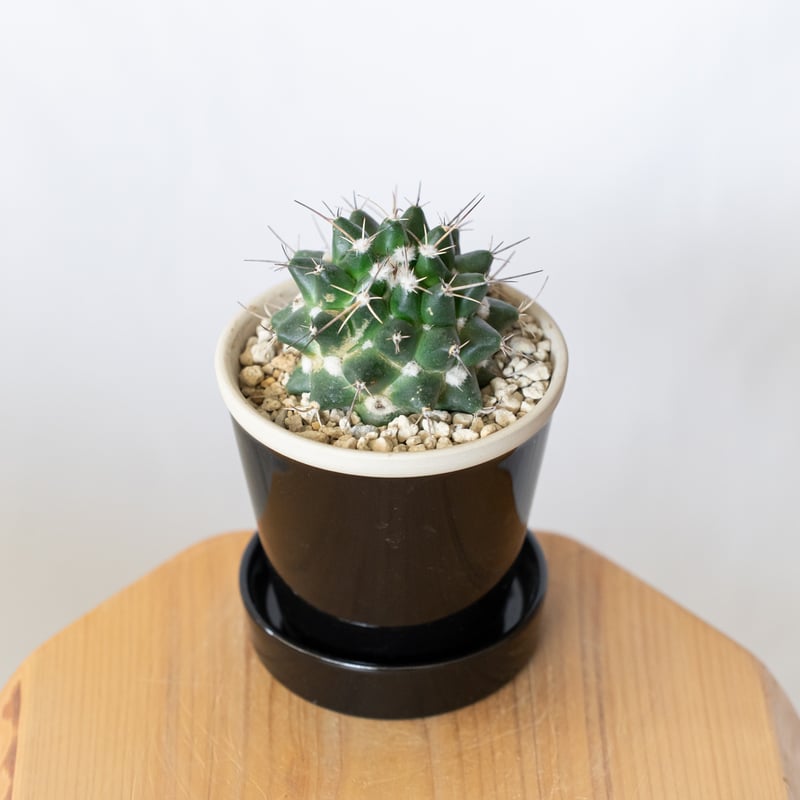 マミラリア マグニママ 鉢セット Mammillaria magnimamma サボテン 多肉