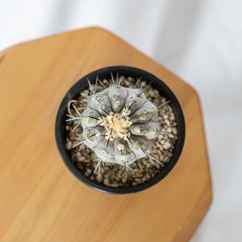 コピアポア 黒王丸 実生 Copiapoa cinerea サボテン 多肉植物 珍奇植物