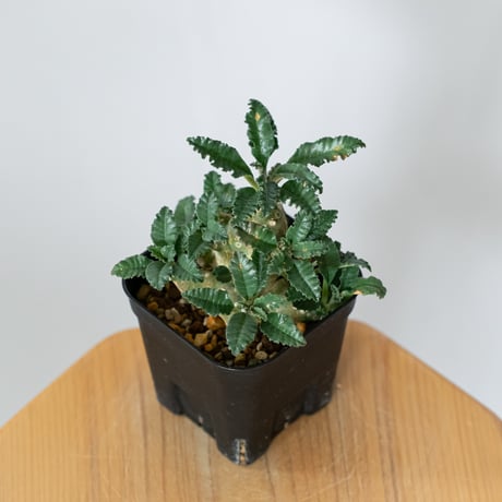 ドルステニア ラブラニー 実生 Dorstenia Dorstenia lavrani 塊根植物 コーデックス 多肉植物 珍奇植物 静岡 ANTIDOTE 通販 S1458