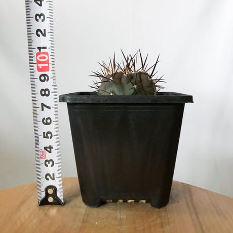 コピアポア 黒王丸 Copiapoa cinerea サボテン 多肉植物 珍奇植物 静岡 ANTIDOTE 通販 S1471