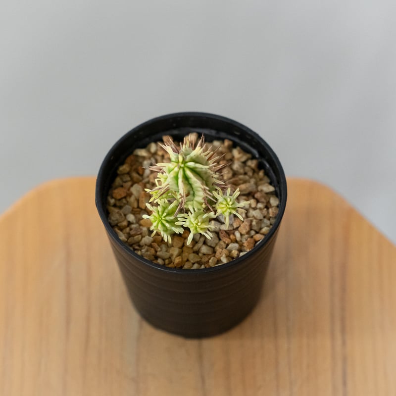 ユーフォルビア 紅彩閣錦 エノプラ 斑入り Euphorbia enopla 塊根植物