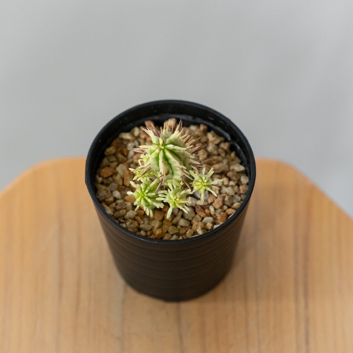 ユーフォルビア 紅彩閣錦 エノプラ 斑入り Euphorbia enopla 塊根植物