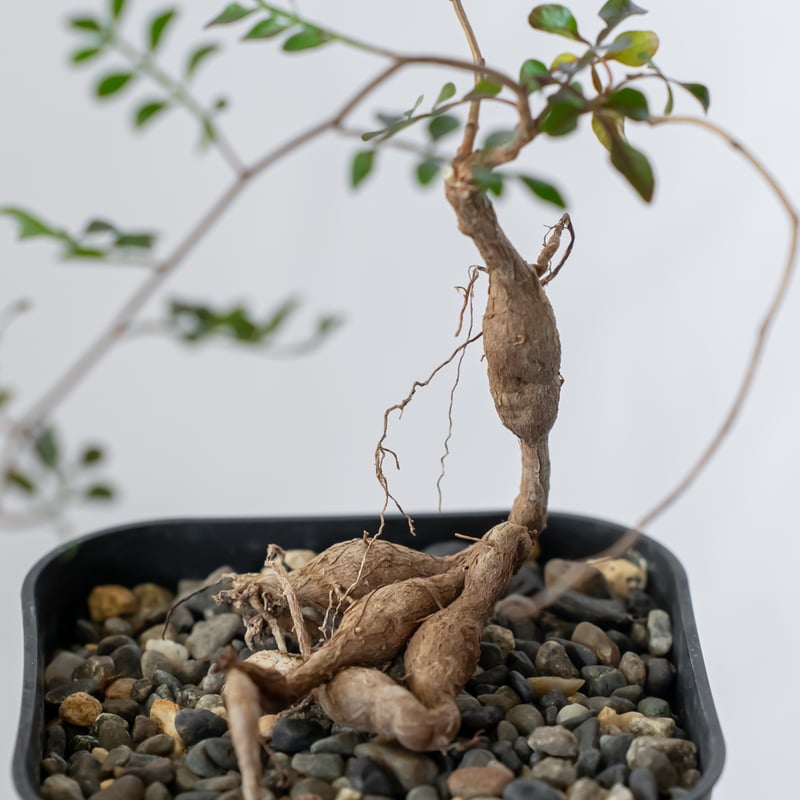 む*ぎ様 塊根植物 パキプス 待望の雑誌が販売されます。 塊根植物の王様パキプス特集 新たな知識の