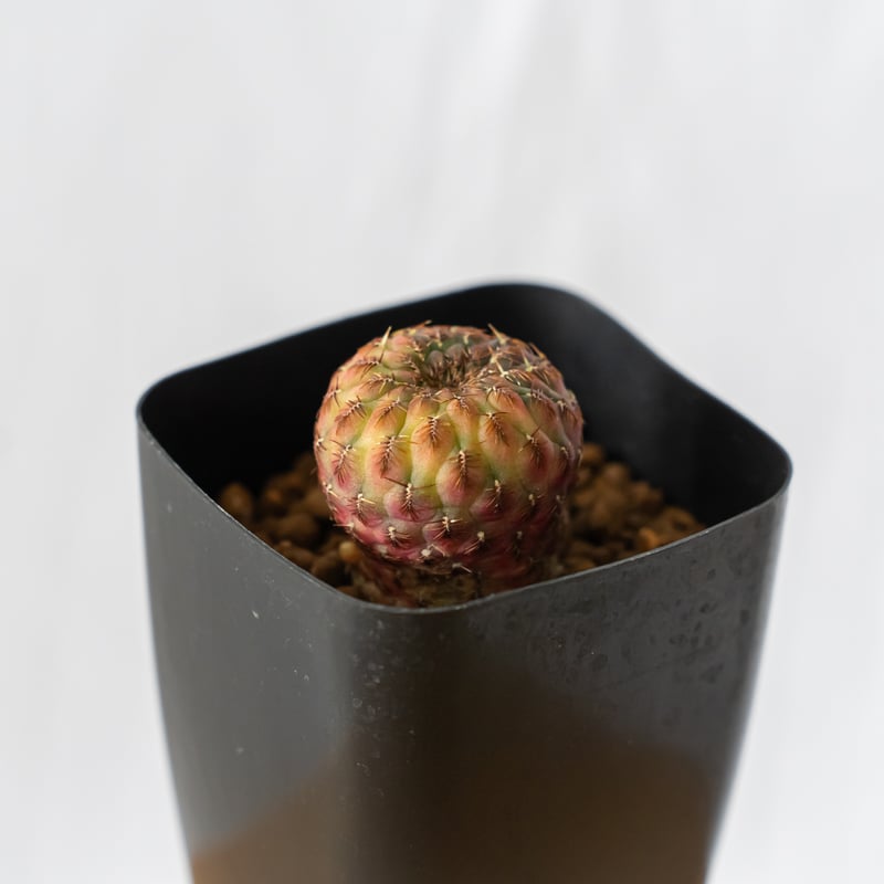 サボテン スルコレブチアsp♪カキコ１つ サボテン：スルコレブチア カニグラリー錦 接ぎ木仕立て 4号