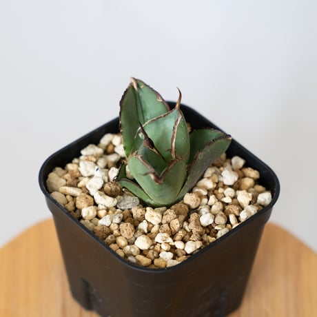 アガベ チタノタ 純血ジャガーノート OC株 Agave titanota Juggernaut 多肉植物 珍奇植物 静岡 通販 ANTIDOTE S707